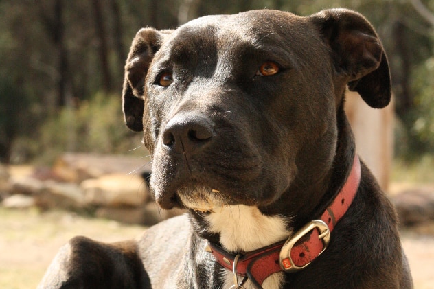 Rachel Dola's dog Zara had to be euthanased after getting megaesophagus