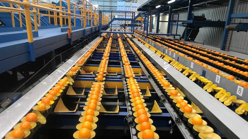 Oranges move along a production line in a citrus packing shed