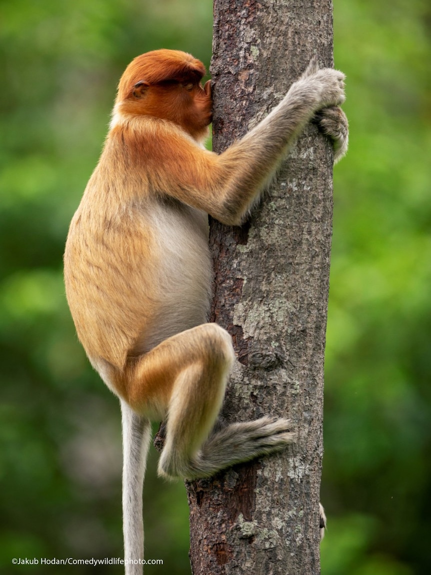 A proboscis monkey gives a kiss to a tree.