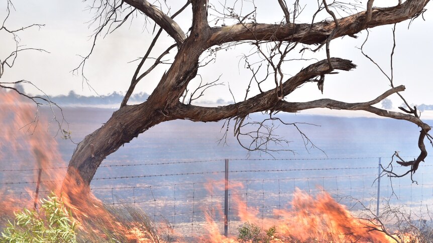 Flames engulf roadside trees