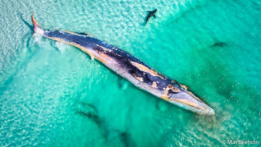 Sharks surrounding a beached whale.