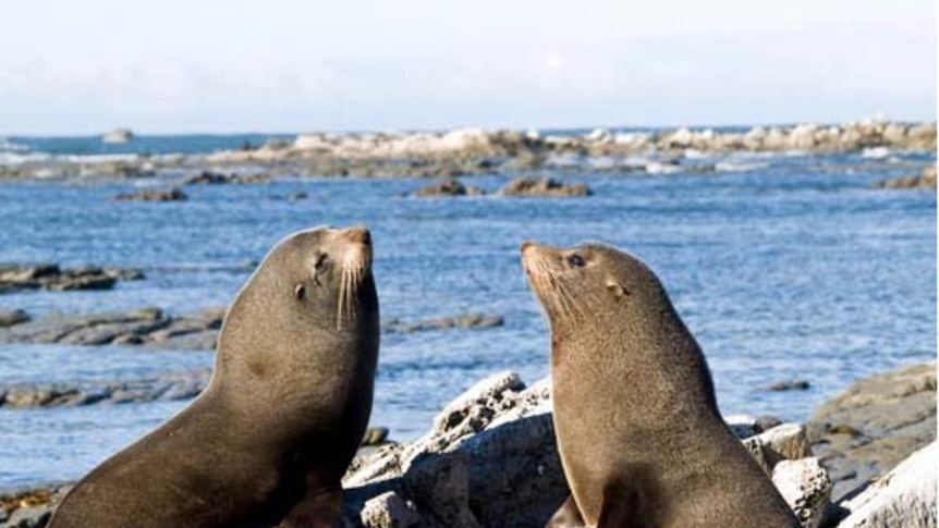 Slaying: fur seals at a colony in Kaikoura on New Zealand's South Island.