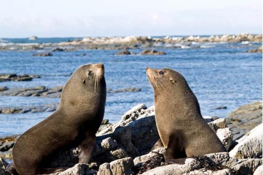 two seals sit looking at each other on a rocky shore