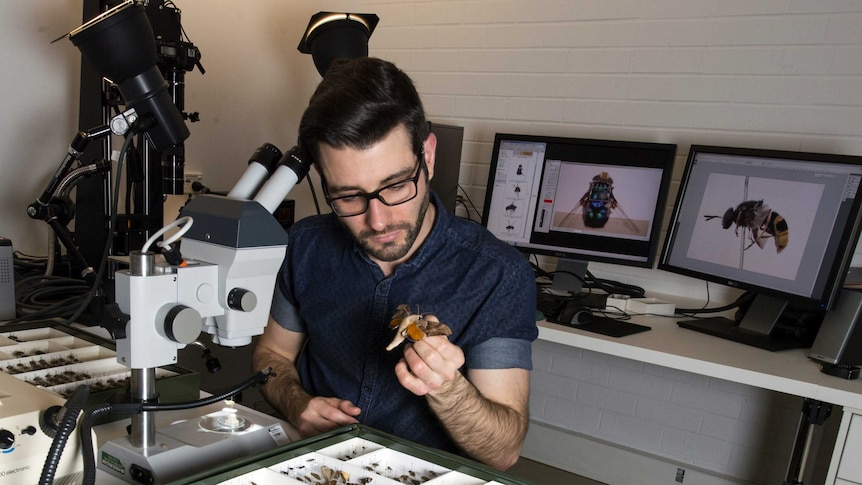 An entomologist looks at an insect collection under a microscope.