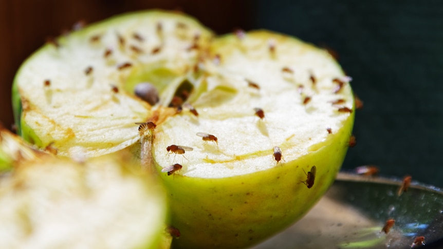 Apple half covered in tiny orange flies