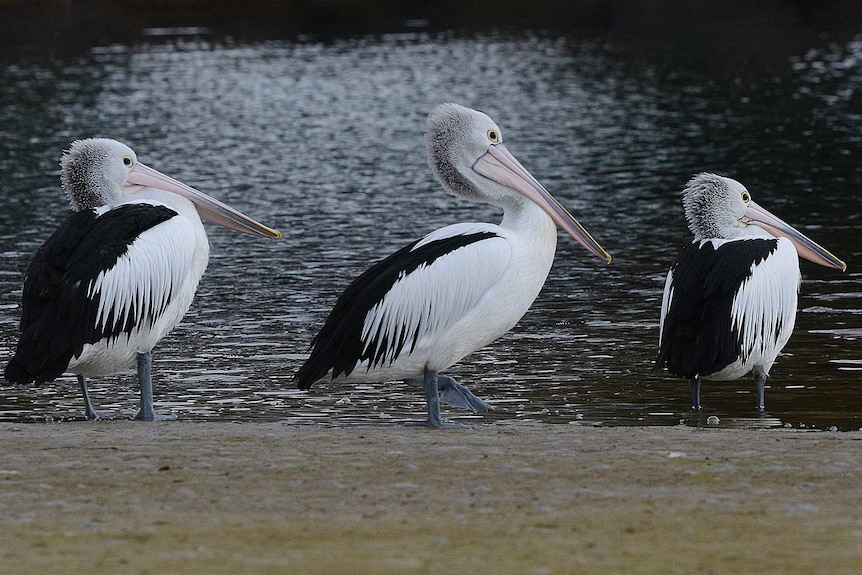Three pelicans standing on the side of a water source.