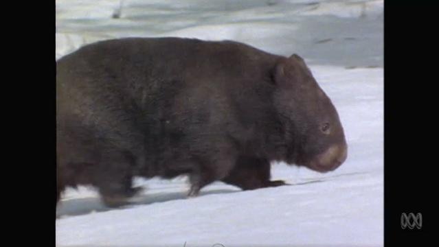 Wombat in snow
