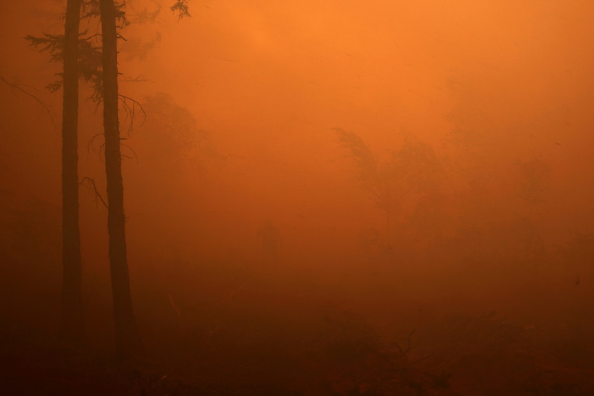 Orange haze can be seen through  a dark forest