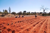 A one acre field of turned red soil. Bush tomato plant seedlings at the surface in pots ready to be planted.
