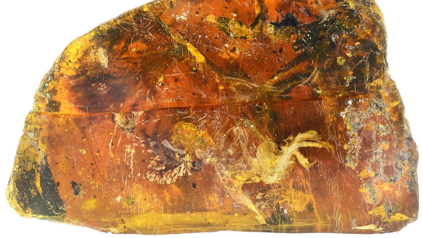 Baby bird discovered in amber
