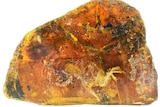 Baby bird discovered in amber