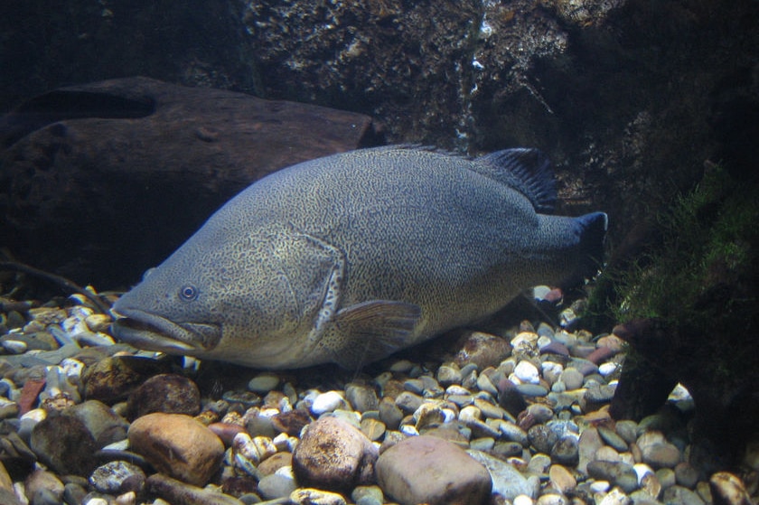 A Murray cod swims near the bottom of a riverbed.