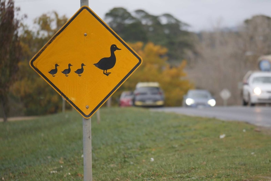 A sign with a goose on it warning drivers to slow down