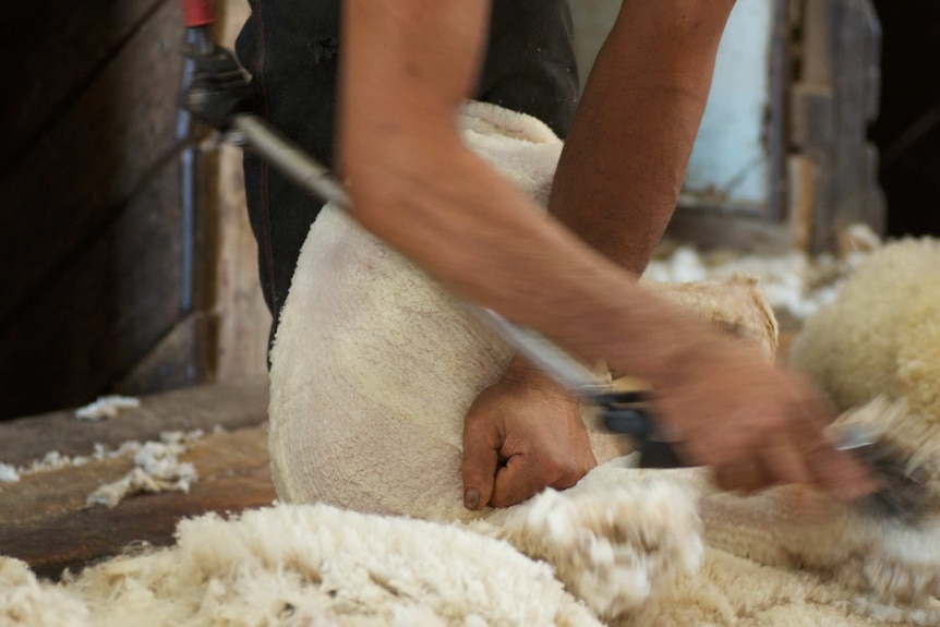 A sheep being shorn by a shearer