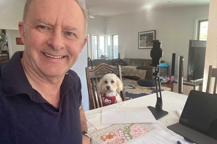 Wearing a navy polo, Anthony Albanese poses for a selfie with his small white dog sitting at a dining table