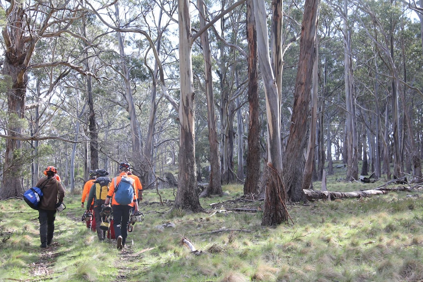 Arborists head to work