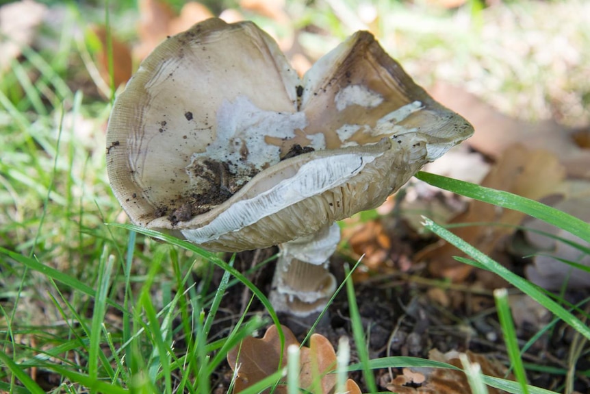 A death cap past its prime. The mushroom flattens out as it ages.