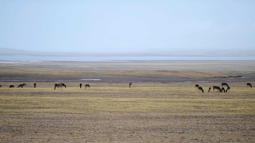 Wild donkeys rest near a lake on the grasslands in Hoh Xil.