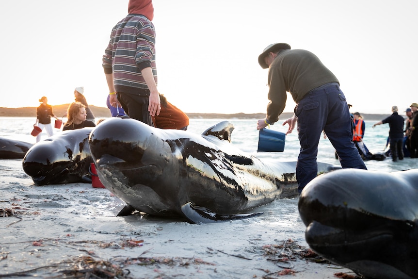 A beached whale raises its head as people try to keep it wet as the sun sets