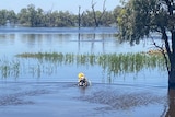 A diver in floodwater. 