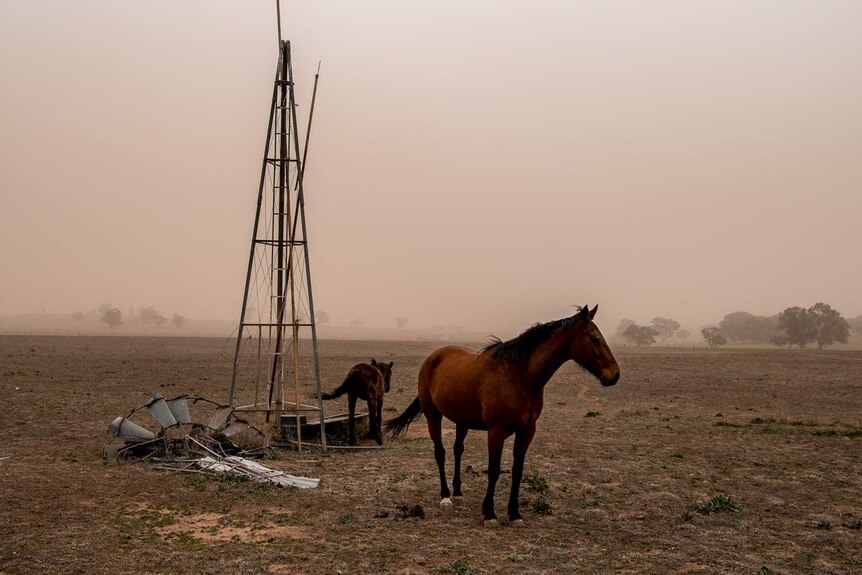 Horses gather around a disused windmill in drought-affected paddocks during a dust storm in Parkes, NSW.