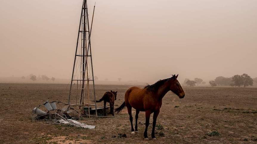 Horses gather around a disused windmill in drought-affected paddocks during a dust storm.