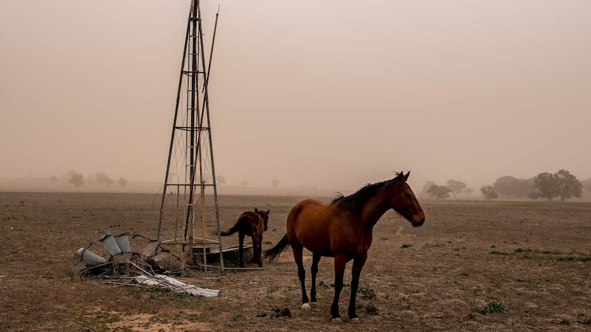 Horses gather around a disused windmill in drought-affected paddocks during a dust storm in Parkes, NSW.