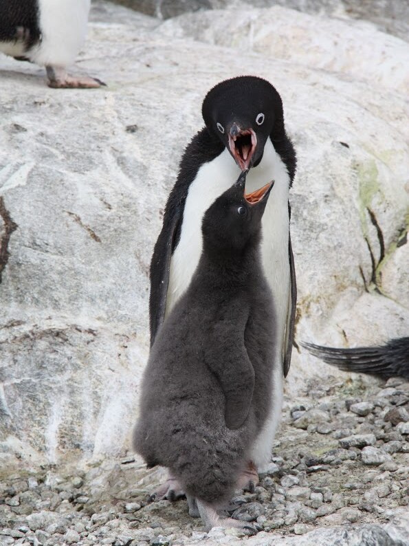 Penguins feeding at Beche Penguin Aquatic Centre