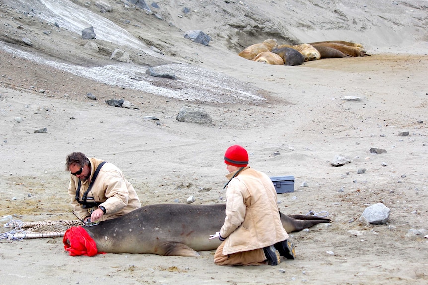 Dr Clive McMahon and Dr Esther Tarszisz place a sensor on an elephant seal's head.