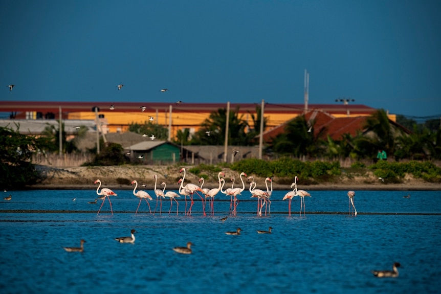 Flamingos in shallow water.