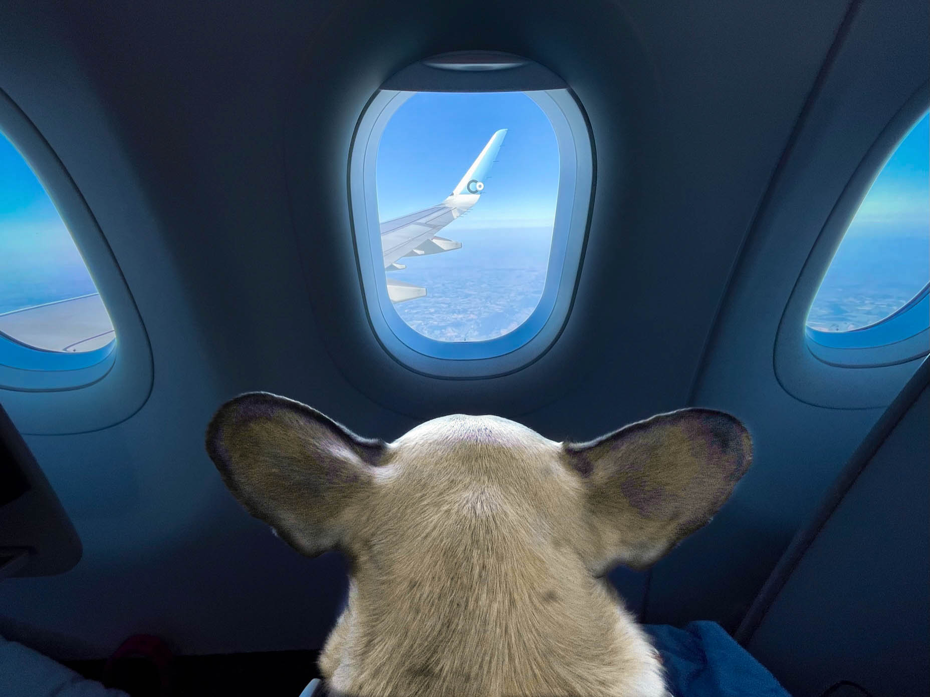 The back of a small dog looking out a small plane window.