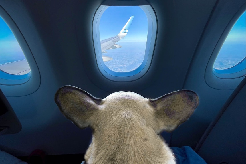 The back of a small dog looking out a small plane window.