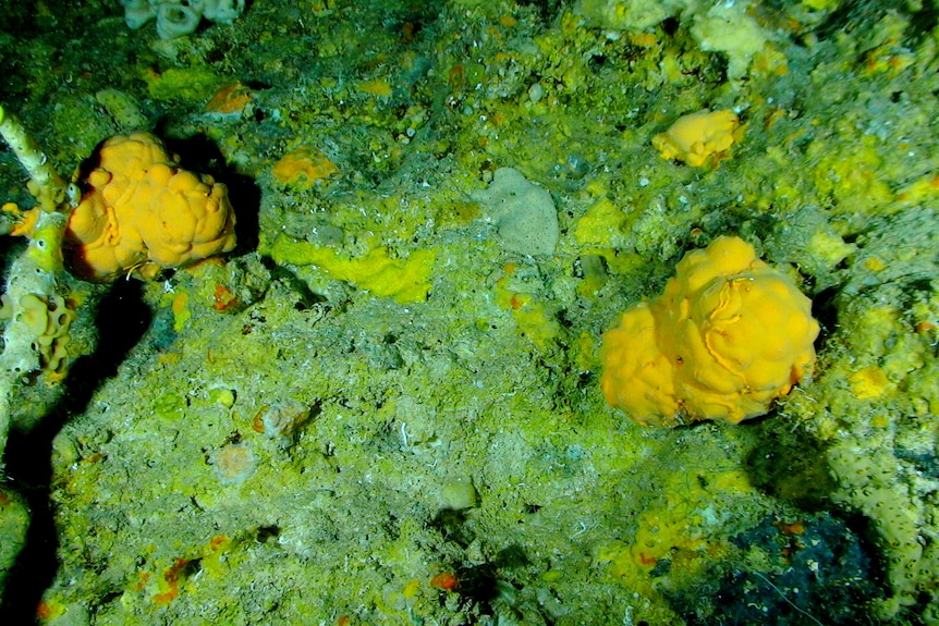 Two orange lumps on a green rocky sea bottom