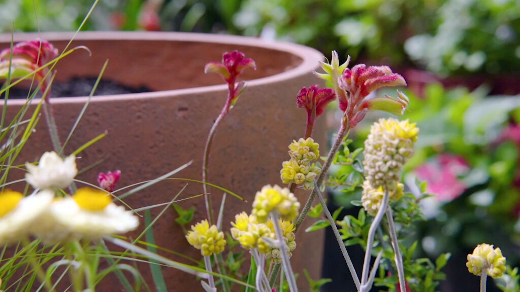 A terracotta pot with a range of Australian native flowering plants next to it.