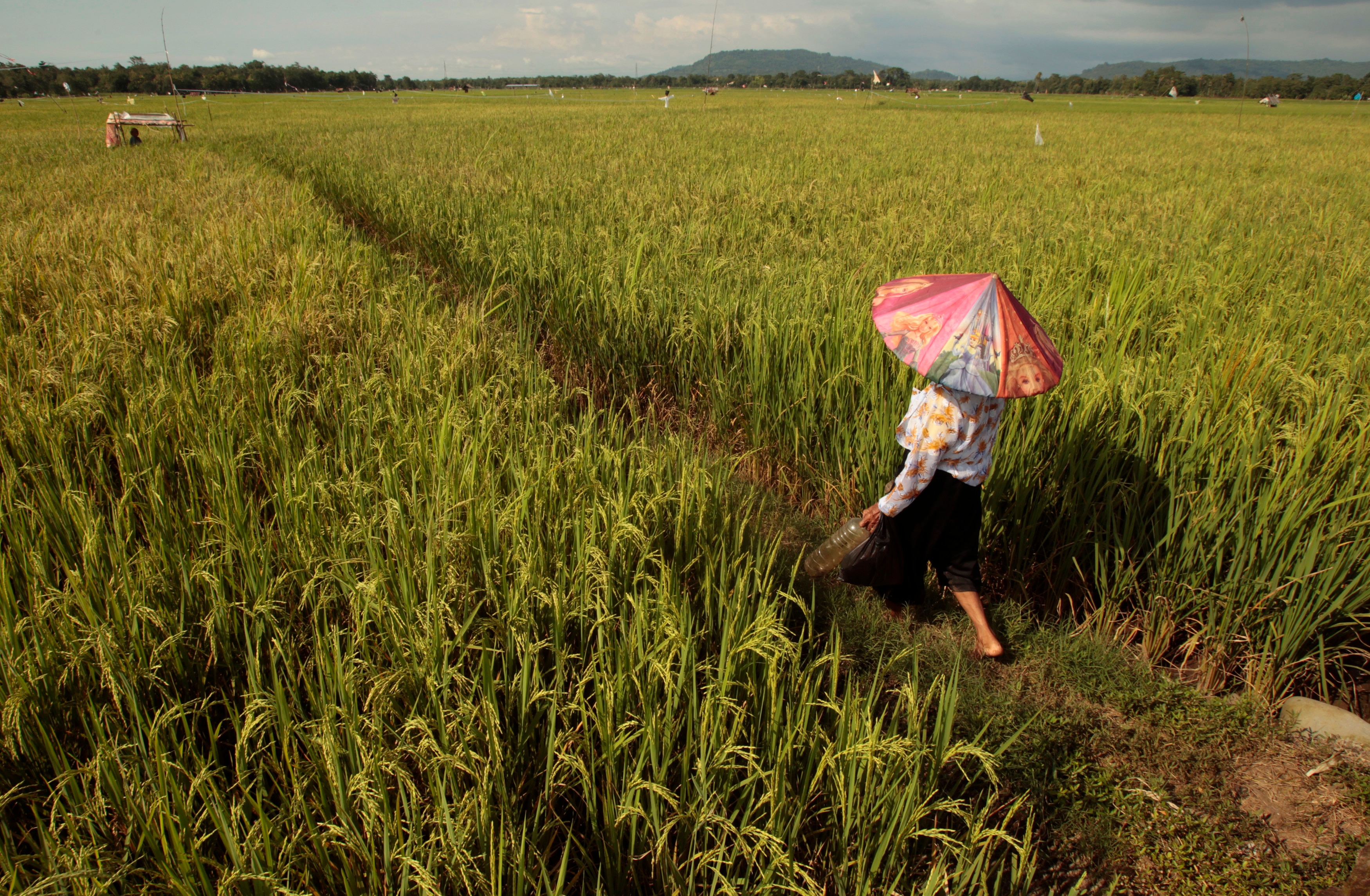 petani indonesia reuters