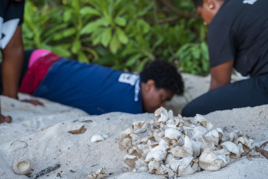 WWF workers dig in the light coloured sand and discover several hatched turtle eggshells.  
