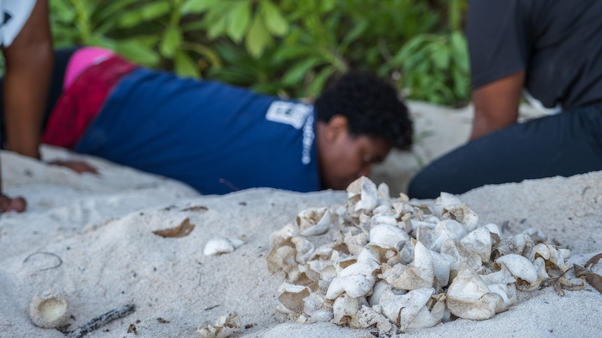 WWF workers dig in the light coloured sand and discover several hatched turtle eggshells.  