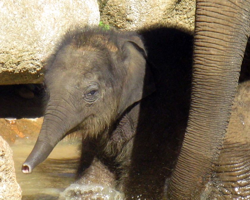 Baby elephant named Mali - ABC News