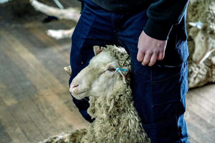 A sheep is placed between some knees prior to shearing