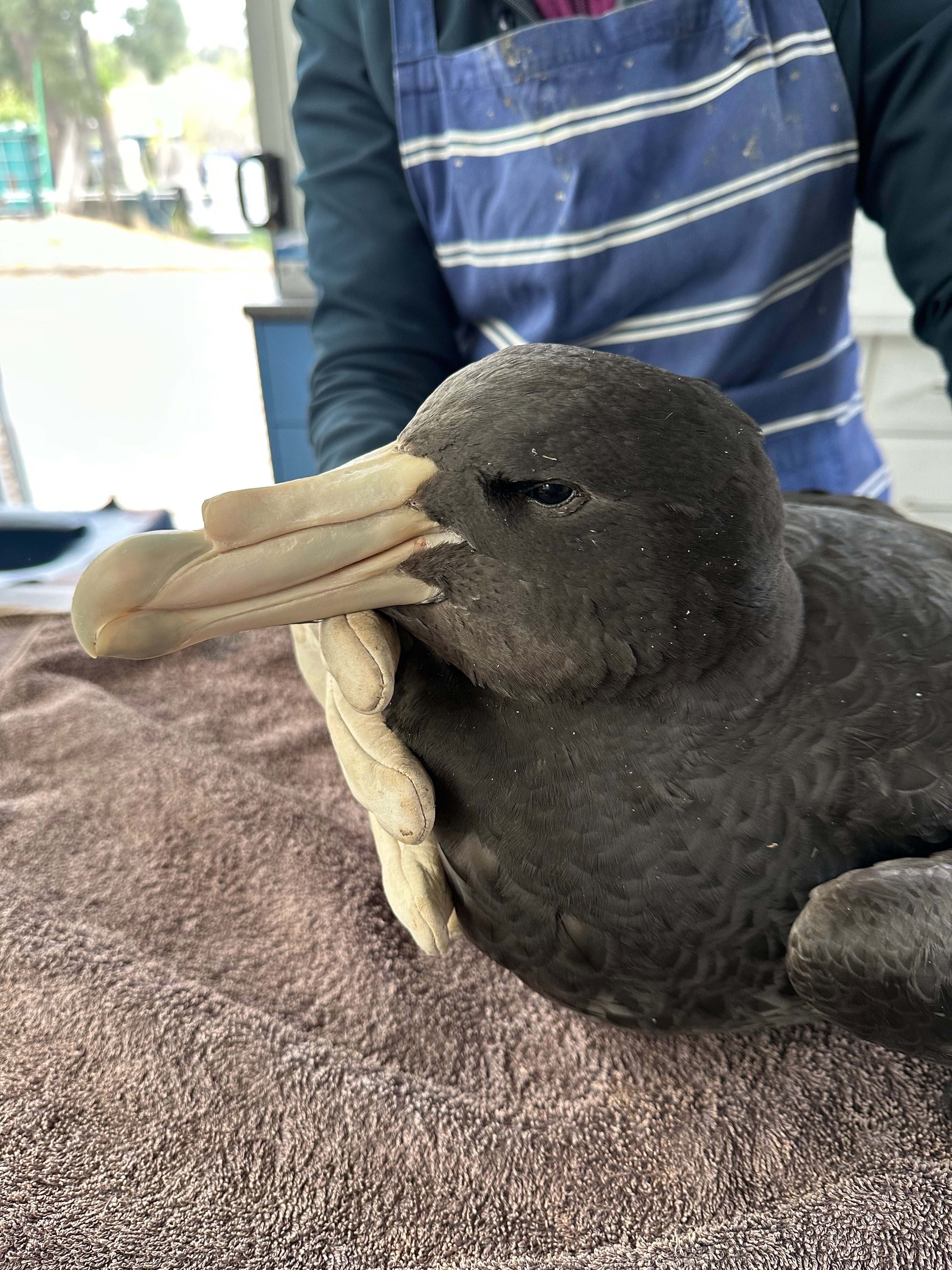 A black bird with a large albatross-like white beak held by a gloved hand on a towel.