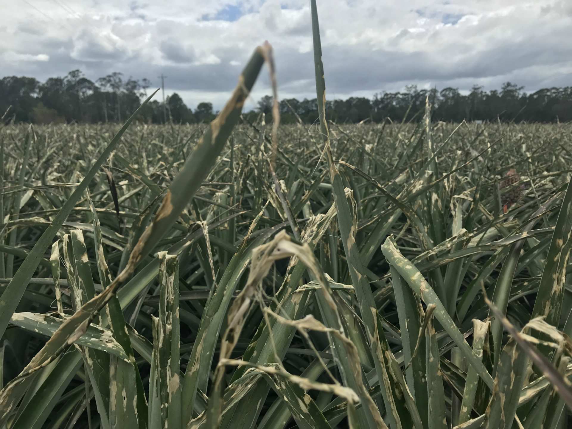 Beerwah macadamia and pineapple farmers in shock over storm damage
