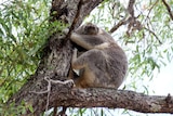 A koala sleeps in a tree in the wild.
