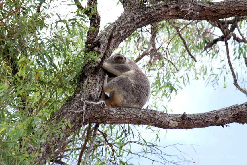 A koala sleeps in a tree in the wild.