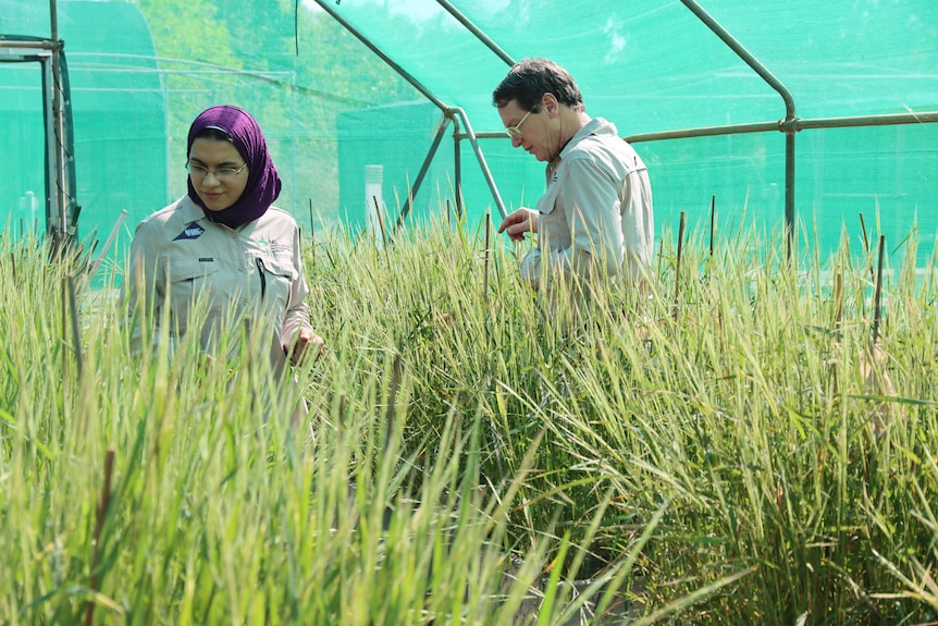 native rice researchers at Charles Darwin Univeristy (3)