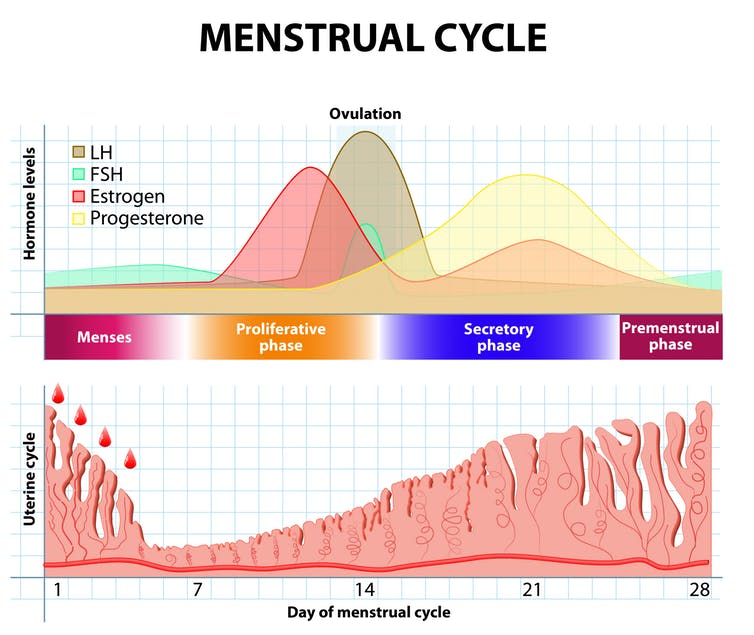A chart showing the hormone levels and uterine cycle