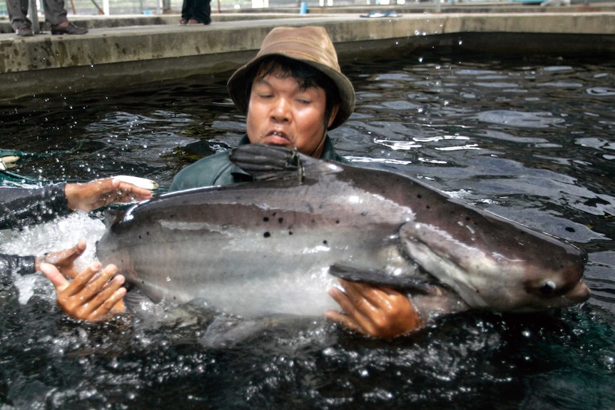 A Mekong giant catfish