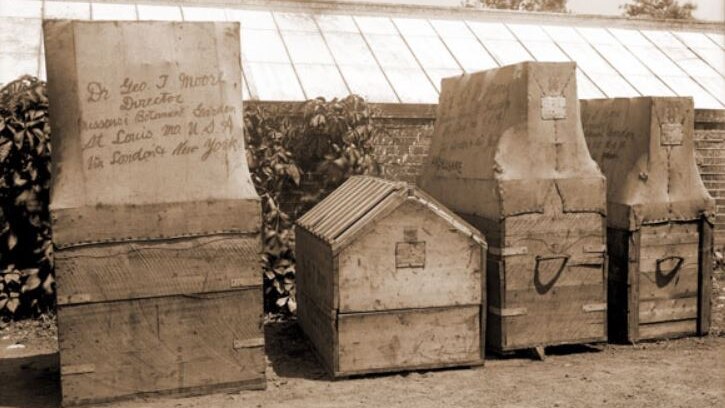 Black and white photo of four wooden boxes which were used to transport plants.