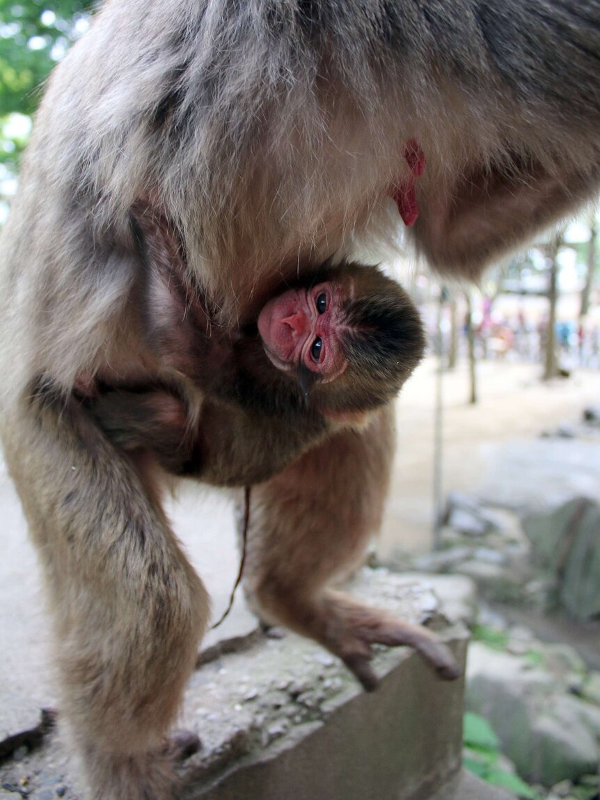 Baby monkey at Mount Takasaki Wild Monkey Park in Japan