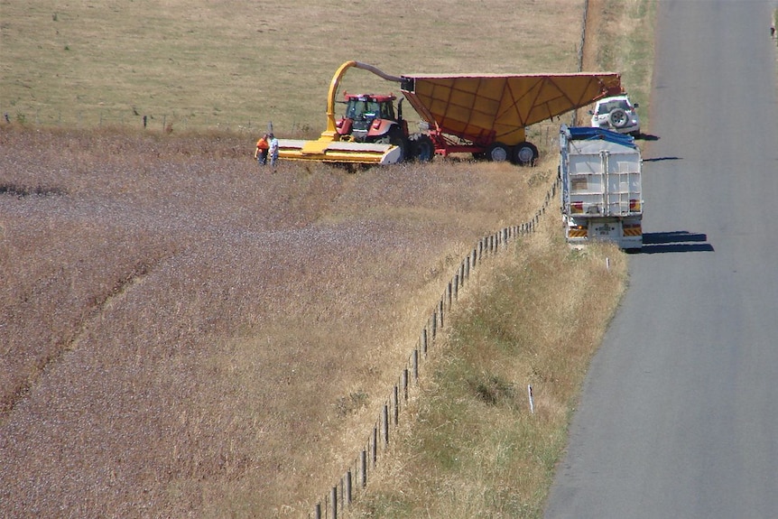 Harvesting a poppy crop in northern Tasmania