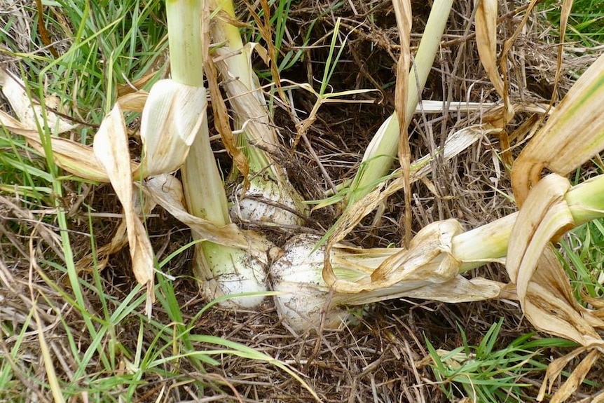 Big bulbs and stems above the ground.